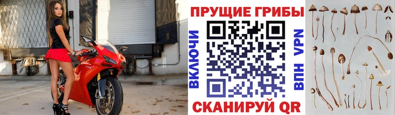 Псилоцибиновые грибы прущие грибы Тырныауз